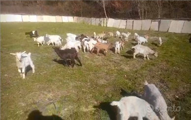 48 capretti sardo maltesi in blocco 4000