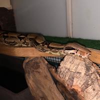 Serpente