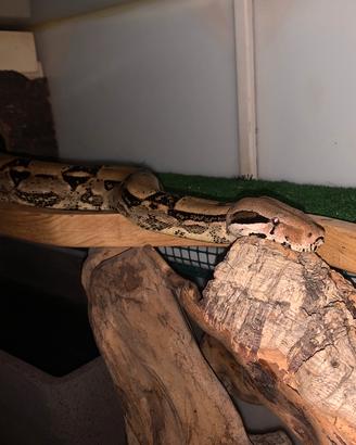 Serpente