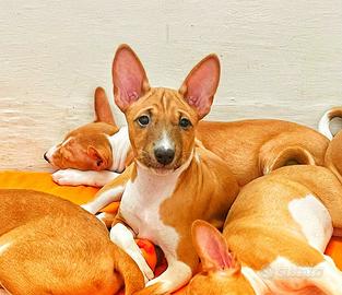 Basenji femmina