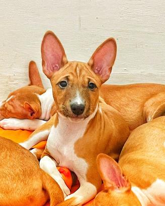 Basenji femmina