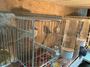 Cambio coppia di bianchi con coppia di Arlecchino