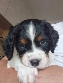 Cuccioli epagneul breton