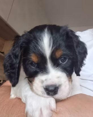 Cuccioli epagneul breton