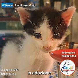 Gattini viaggiano cn staffetta