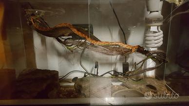 Teca in vetro per rettili con accessori