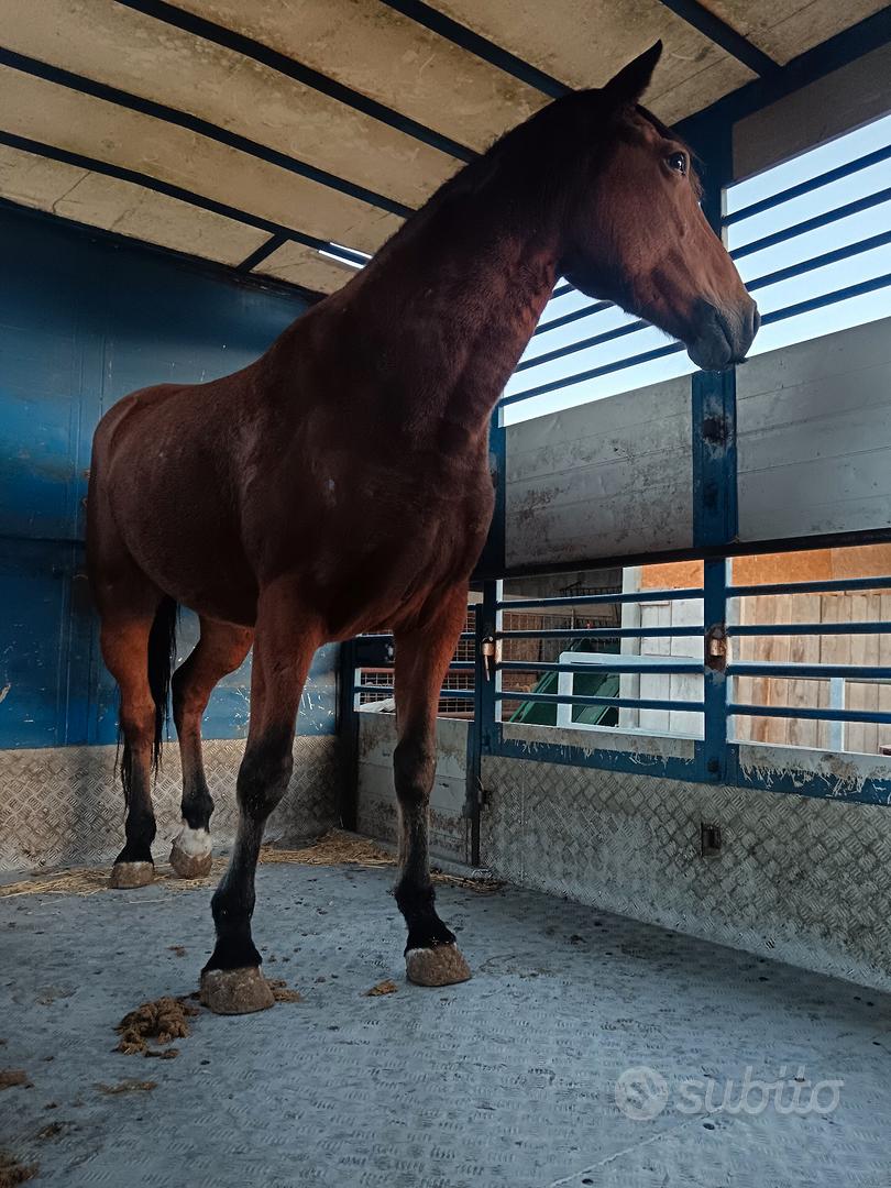 cavalla super - Animali In vendita a Cagliari