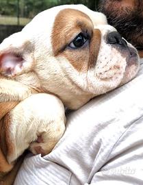 Cuccioli Bulldog Inglese