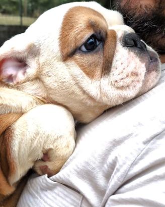 Cuccioli Bulldog Inglese