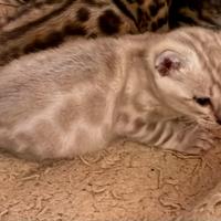 Gatto bengala maschietto