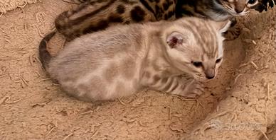 Gatto bengala maschietto