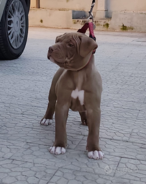 Cucciolo. Pitbull belissimo