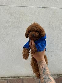 Barboncini TEACUP E MINITOY disponibili x MONTE