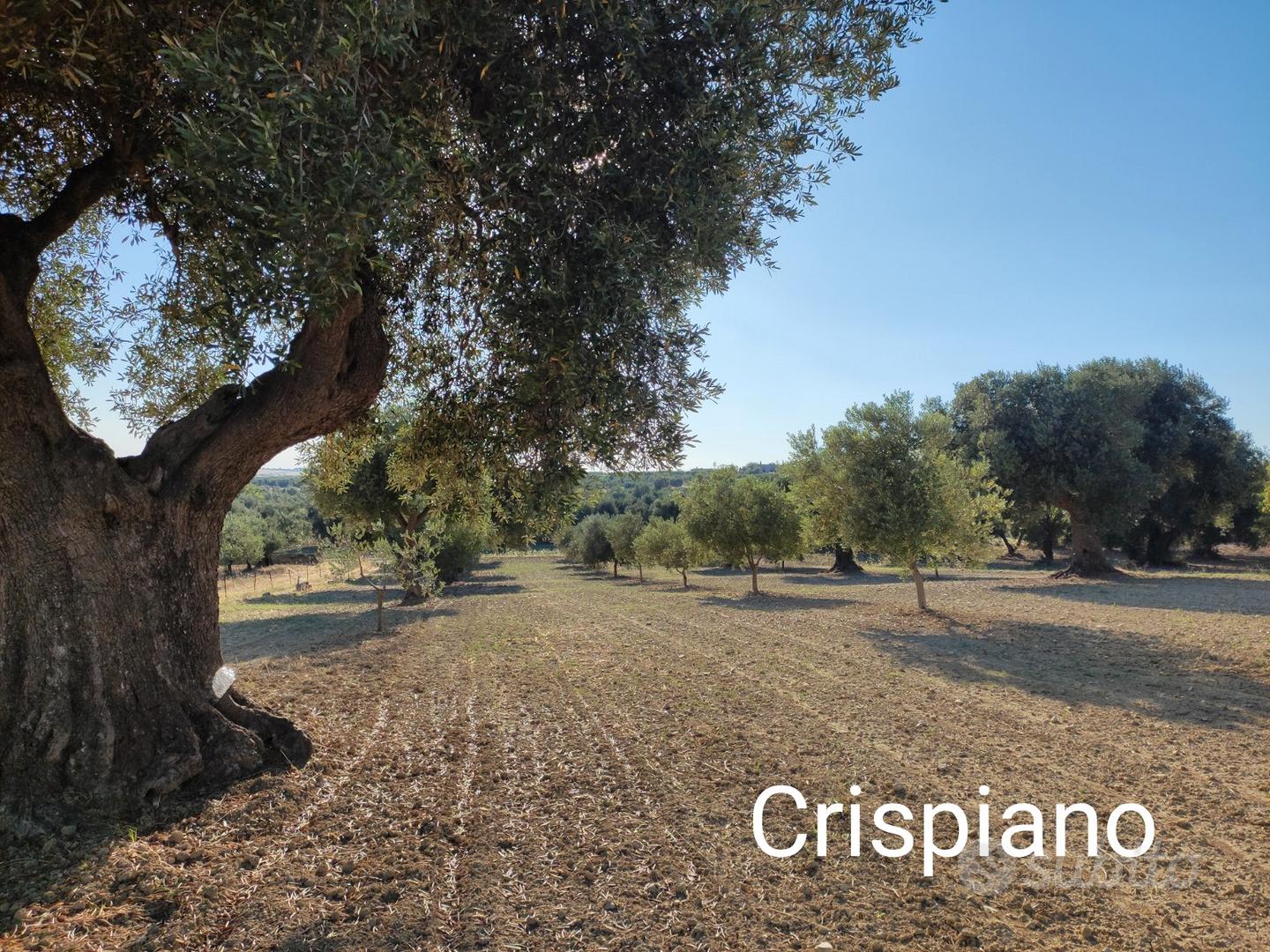 Terreno agricolo - Vista 4