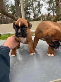 Ciccioli di boxser fulvo