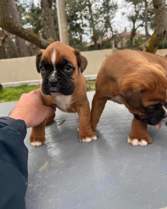 Cuccioli di boxer fulvo