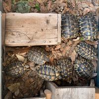 Cessione Testudo Hermanni