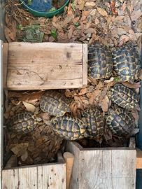 Cessione Testudo Hermanni