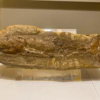 Fossile Pesce