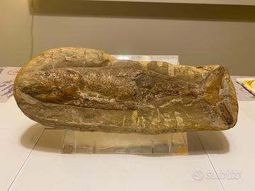 Fossile Pesce