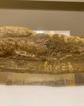 Fossile Pesce
