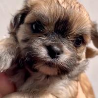 Chihuahua cucciola pelo lungo
