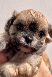 Chihuahua cucciola pelo lungo