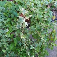 Edera Elegantissima ,campanulla