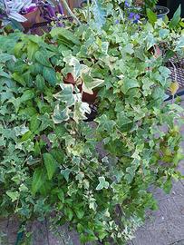 Edera Elegantissima ,campanulla