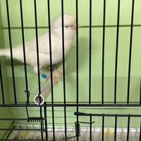 Canarini bianco recessivo