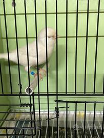 Canarini bianco recessivo