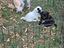 Immagine 3