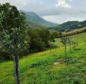 azienda agricola p.i