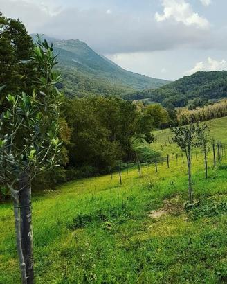 azienda agricola p.i