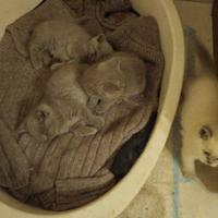 Gatti scottish straight