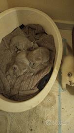 Gatti scottish straight