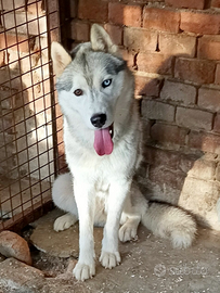 Siberian Husky