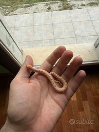 Heterodon nasicus