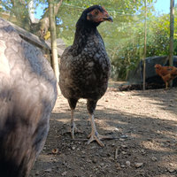 Galline vendita