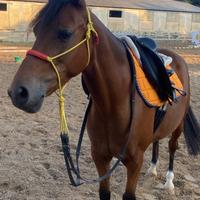 Super pony