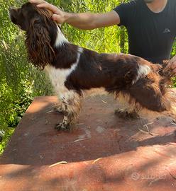 Springer spainel inglese