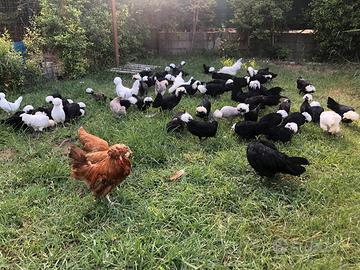 Galline ornamentali