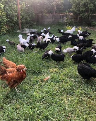 Galline ornamentali