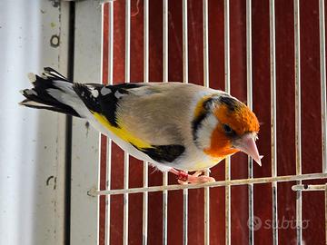 Cardellino Mayor Eumo