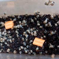 Lumache africane achatina baby