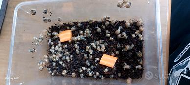 Lumache africane achatina baby