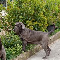 Mastino napoletano femmina