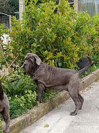 Mastino napoletano femmina