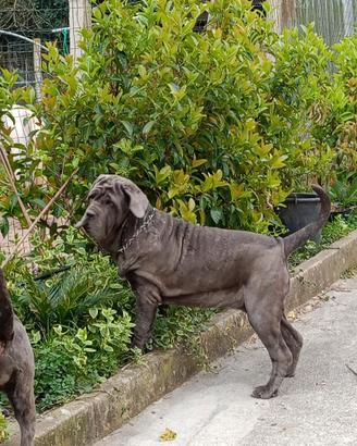 Mastino napoletano femmina