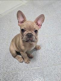 Bulldog Francese